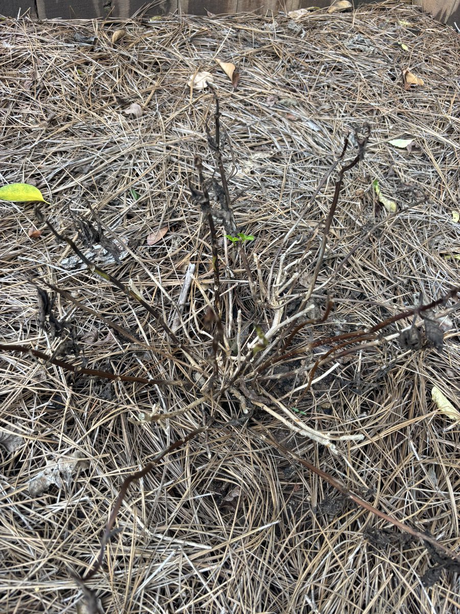 MrRedude's tweet image. New worst feeling ever just dropped:
Going back to my hometown for a few days only to come back and find one of my hydrangeas didn’t survive the drought :( FUCK THIS DAY