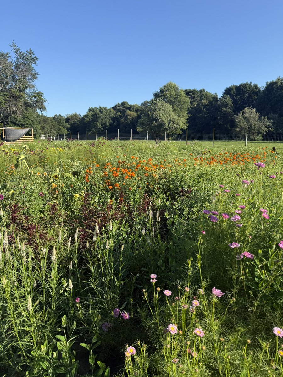 generousfarm's tweet image. 8.5 hour day finished! Time to make some bread, harvest some flowers and veggies and clean up the greenhouse!