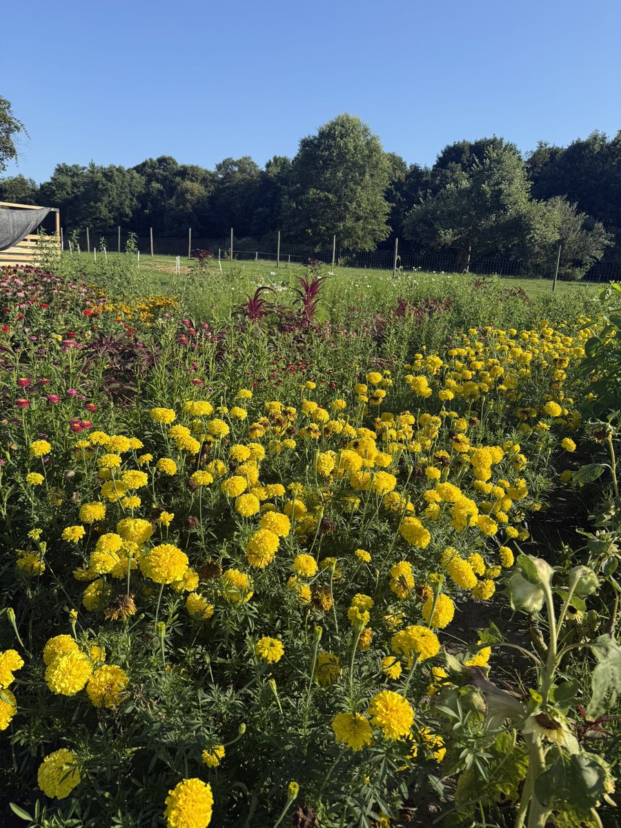 generousfarm's tweet image. 8.5 hour day finished! Time to make some bread, harvest some flowers and veggies and clean up the greenhouse!