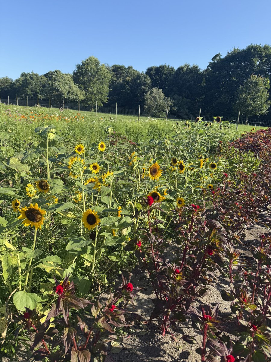generousfarm's tweet image. 8.5 hour day finished! Time to make some bread, harvest some flowers and veggies and clean up the greenhouse!
