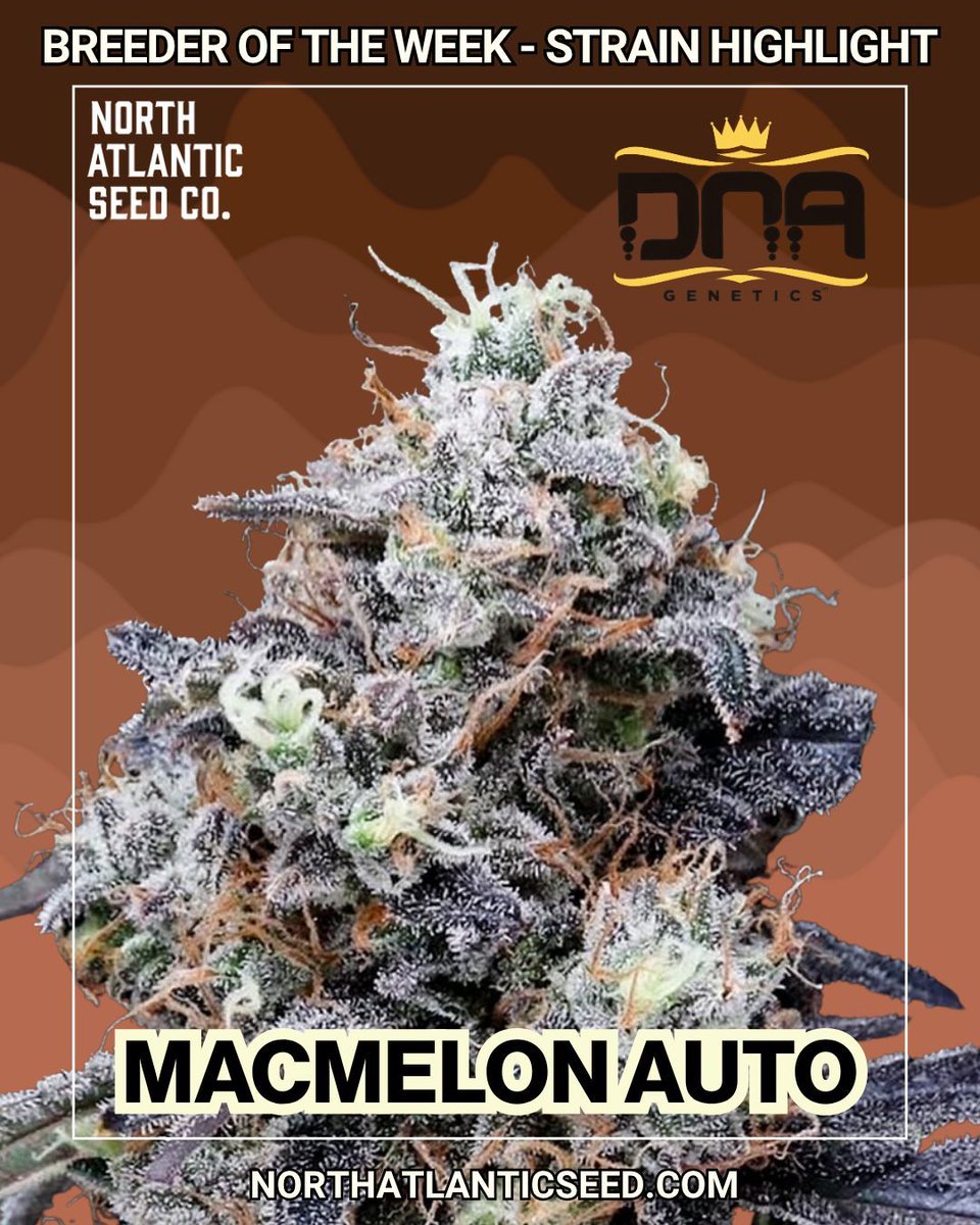 DNA Genetics - Breeder of the Week Strain Highlight 🧬

Macmelon Auto 🍉
"...Although MacMelon auto seeds require some attention, they’re beginner-friendly. The plants do well indoors and outdoors if the environmental conditions are conducive. Install a greenhouse when growing in