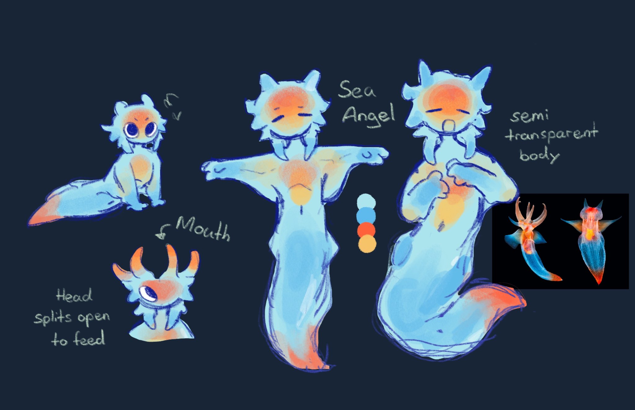 ビカクシダ　Sea Angel OC Nano 🍊 on X: 