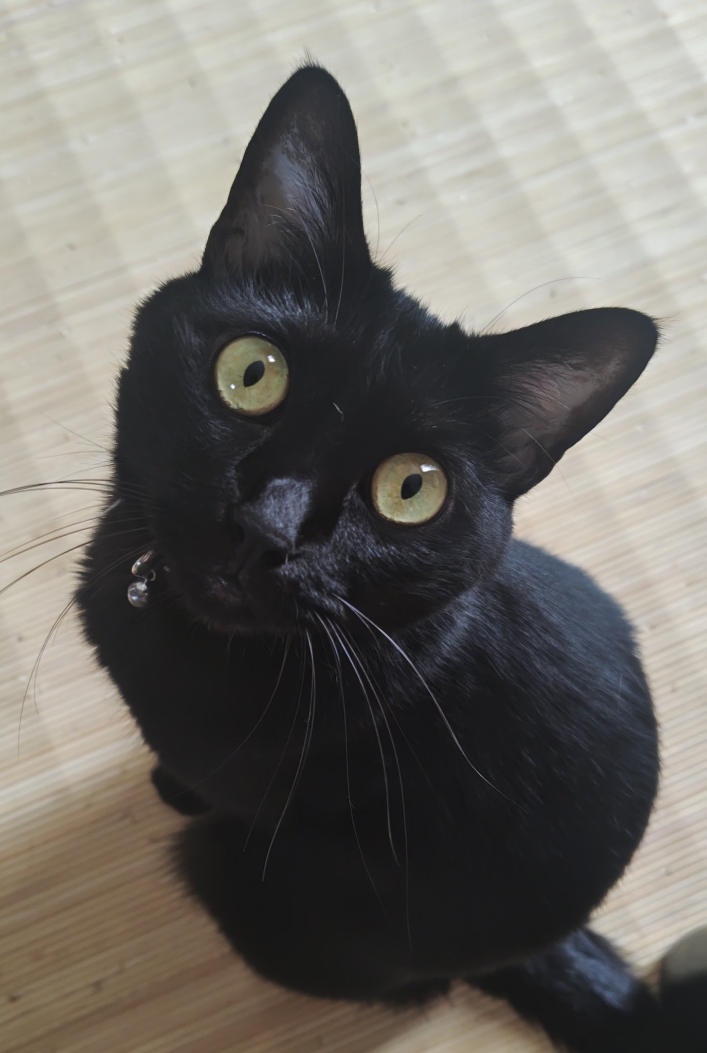 猫クロページ 黒猫@タカシ on X: 