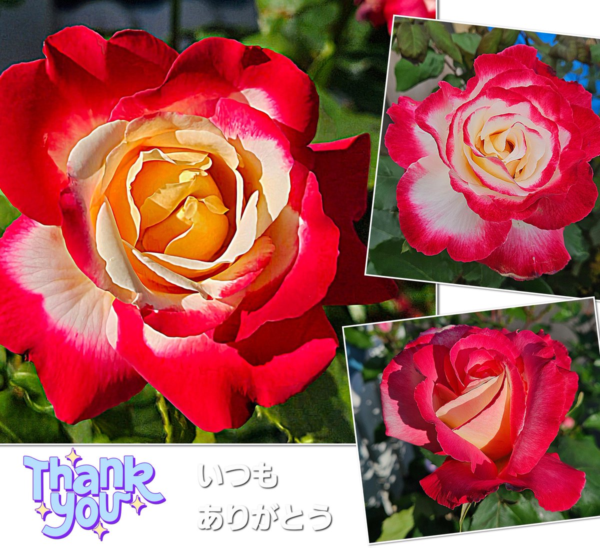 kft_qt's tweet image. 🐔&amp;lt;ｺｹｯ🙄
おはようございます(*´▽｀*)ﾉ))
🌞35℃⤴︎🤦‍♂️😅

昨日は
猛暑日🥵の予報でしたが
0.2℃足りなくて
涼しかったです。…🤔💭
🙄🫣🥴😓ᔪ(°ᐤ°)ᔭ

昨日の🌹
ダブルディライトですが
本来は こんな 色なんですよ〜︎︎✌️
綺麗でしょ？😻

 #TLを花でいっぱいにしよう