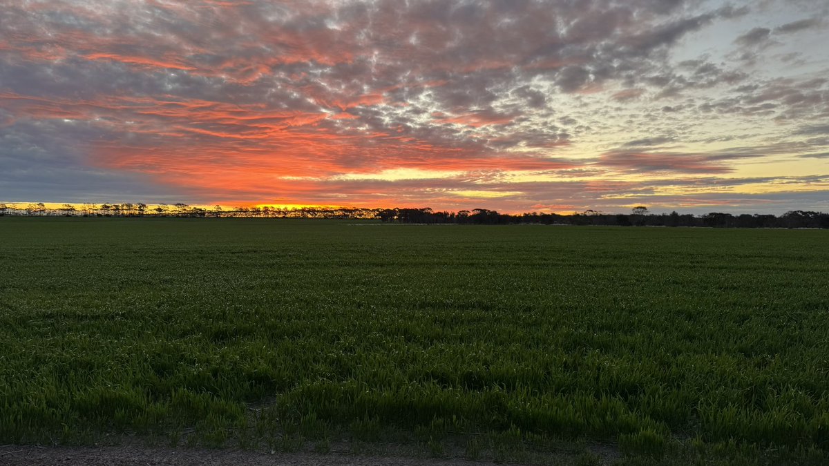 Wheat &amp; canola on sharefarm country; orchid hunting in our treelines &amp; sunset yesty arvo 👌🏻 Livin the dream 😊