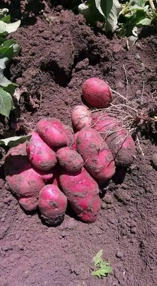 GaetanNZ's tweet image. Depending on varieties it's can only take 75days to mature.