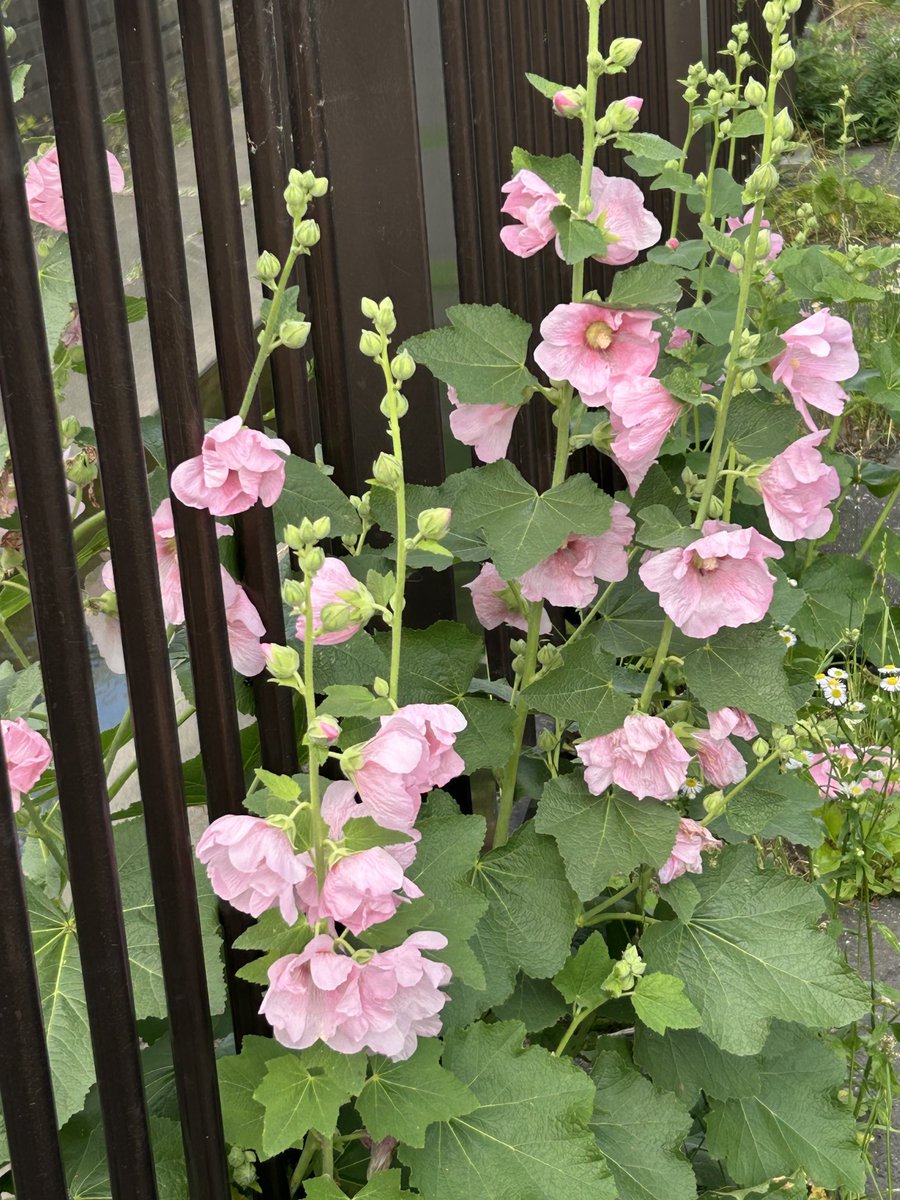 rinchan889's tweet image. おはよー⤴👋
何だか疲れが抜けない感じ😆
だる …꜀( ꜆-ࡇ-)꜆
今日から5連勤だっつーのに
大丈夫カヨ私…気合だ💪
みなさん今日もよろしく🤗