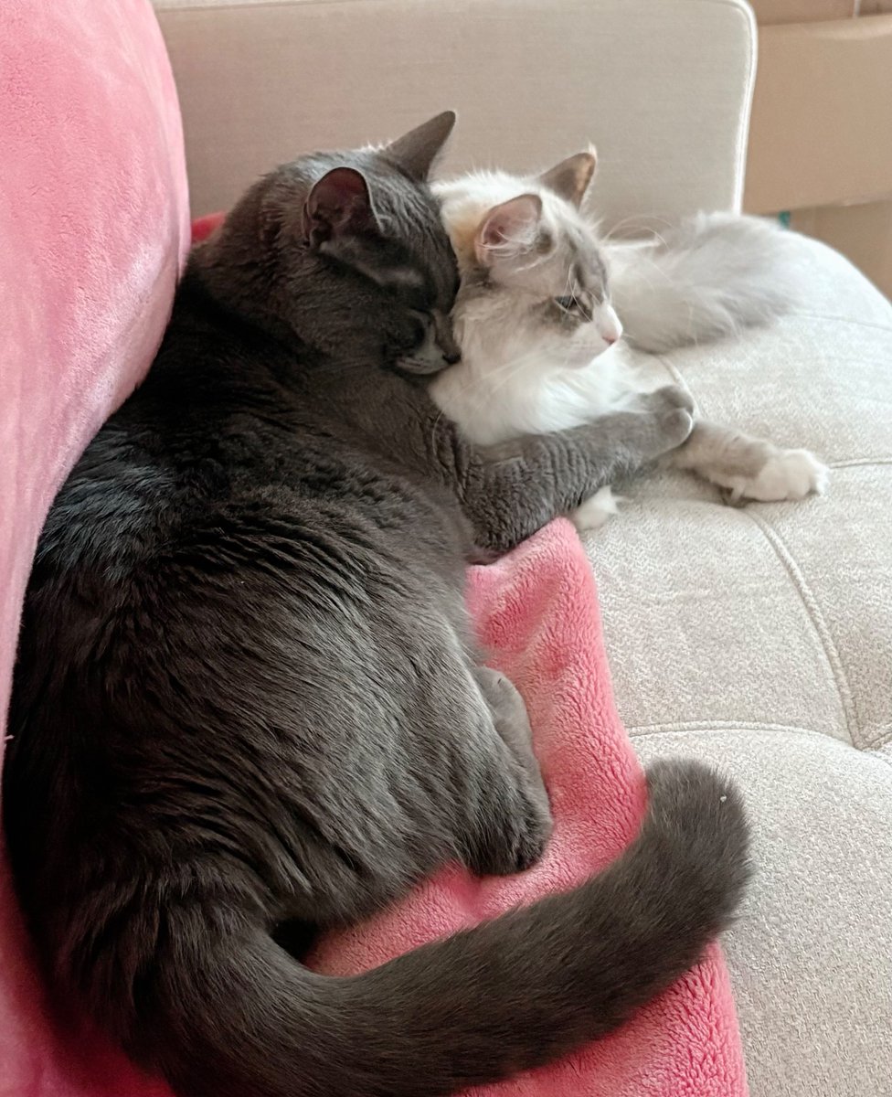 plushgarden's tweet image. Kitty update, Earl Grey gave Flip a hug today.