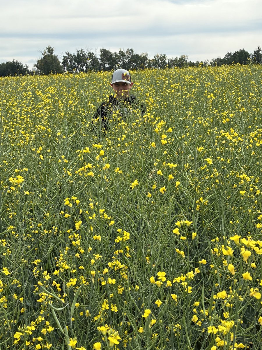 CraigSchmidt7's tweet photo. Another fine looking P510 G Optimum Gly Canola Field 
@Pioneer.ca https://t.co/FZcfZ2hZ0n