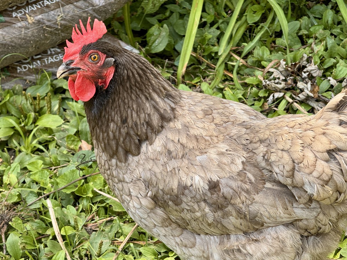 ChickenJoeSTL's tweet image. Olive and Fred the duck followed me up the driveway, I think they wanted to come to work with me