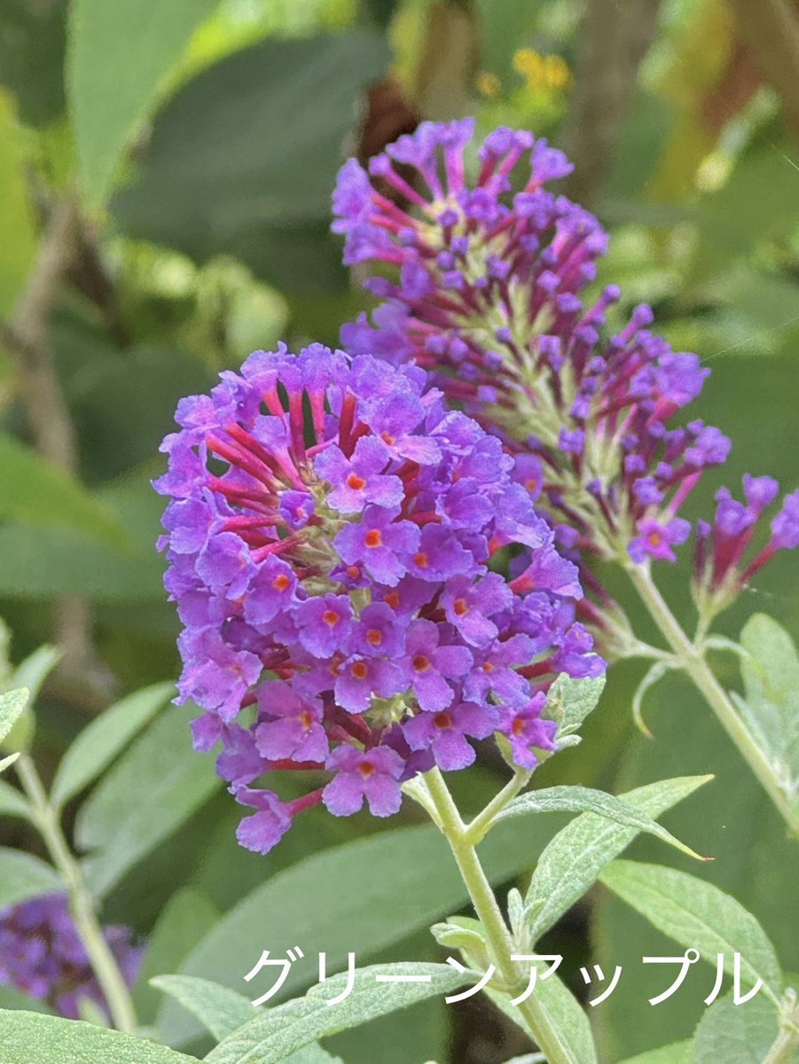 綠意家園 傳遞幸福與善念.mdk