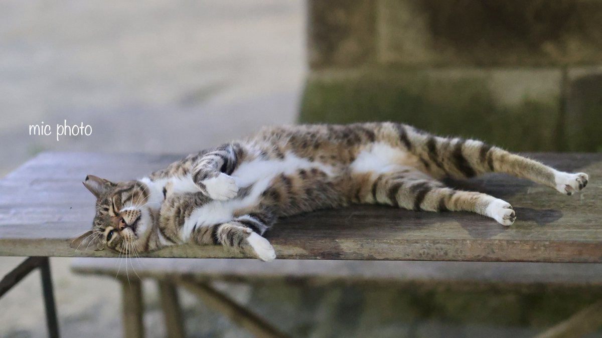 mic19951010's tweet image. 今日のにゃんこ達🐈 2025/7/24
#photography
#ファインダー越しの私の世界
#キリトリセカイ