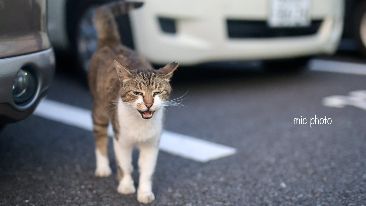 mic19951010's tweet image. 今日のにゃんこ達🐈 2025/7/24
#photography
#ファインダー越しの私の世界
#キリトリセカイ