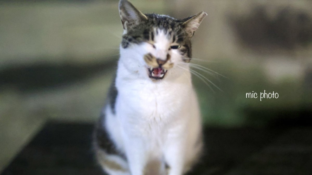 mic19951010's tweet image. 今日のにゃんこ達🐈 2025/7/24
#photography
#ファインダー越しの私の世界
#キリトリセカイ
