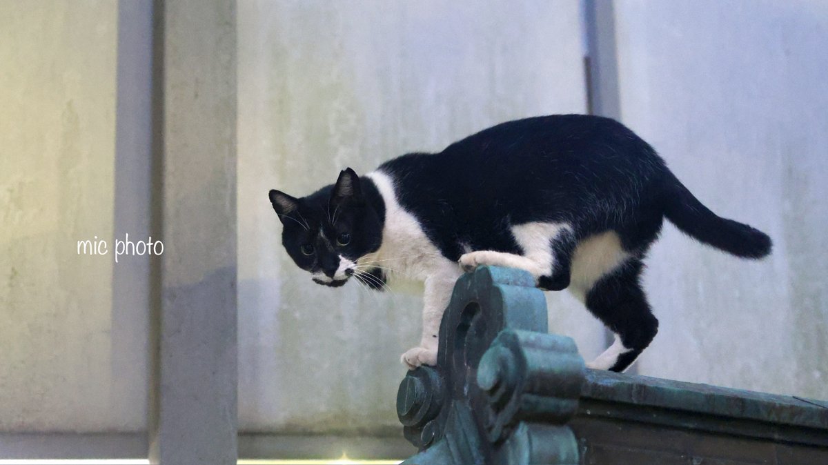 mic19951010's tweet image. 今日のにゃんこ達🐈 2025/7/24
#photography
#ファインダー越しの私の世界
#キリトリセカイ