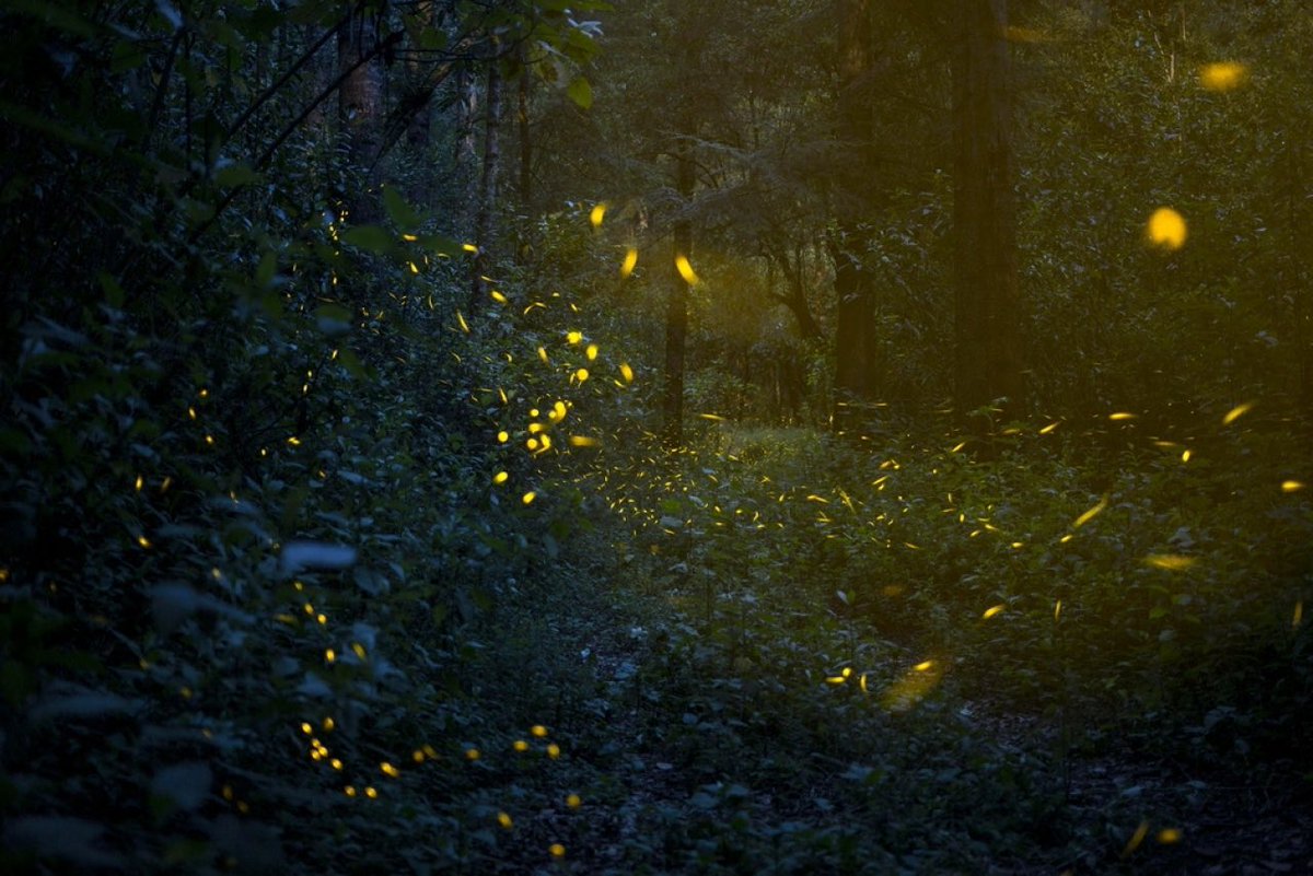 C’erano cose che ora non  #ciSonoPiù , come le lucciole, erano uno spettacolo da guardare..