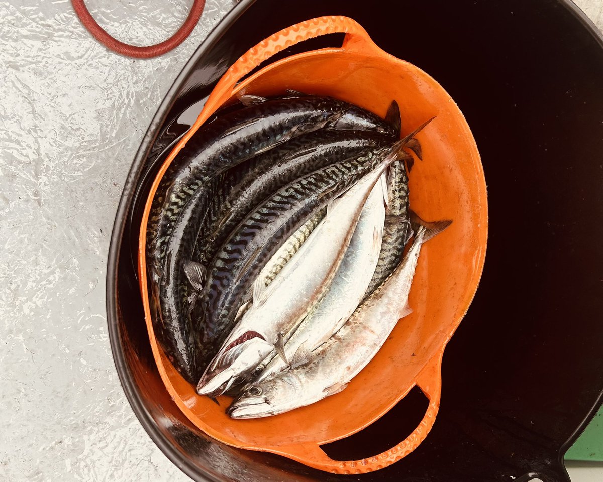 jmgillies's tweet image. Had a great trip on the water today with family. Fishing was decent but the highlight was definitely watching a pair of golden eagles circling above us. Majestic birds.