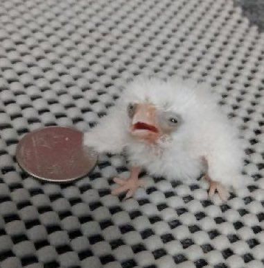 Himisalll's tweet image. morrendo (gripe