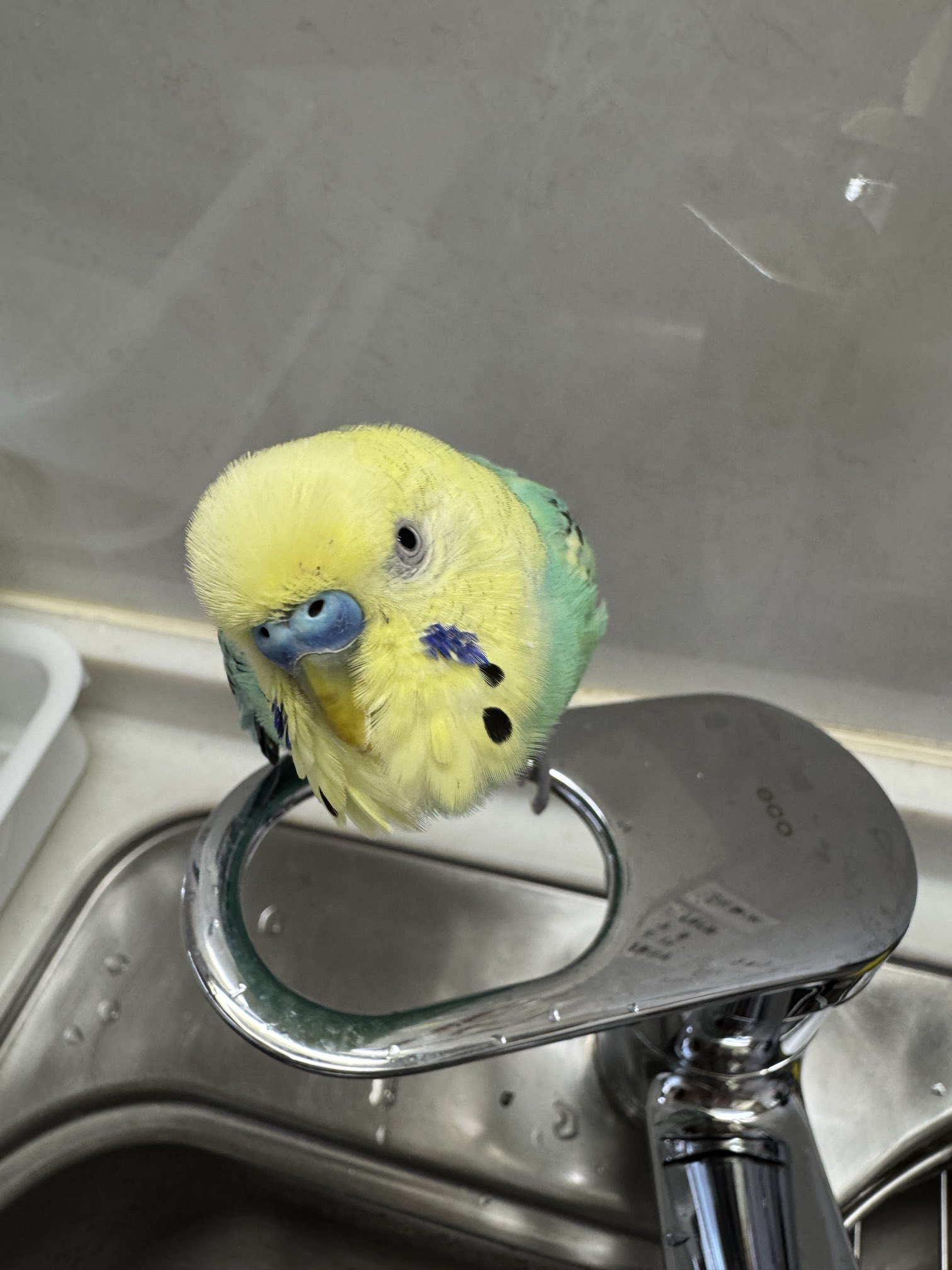 ひよこ NPF エクセル ひよこ 500g 鳥 餌 えさ フード | チャーム