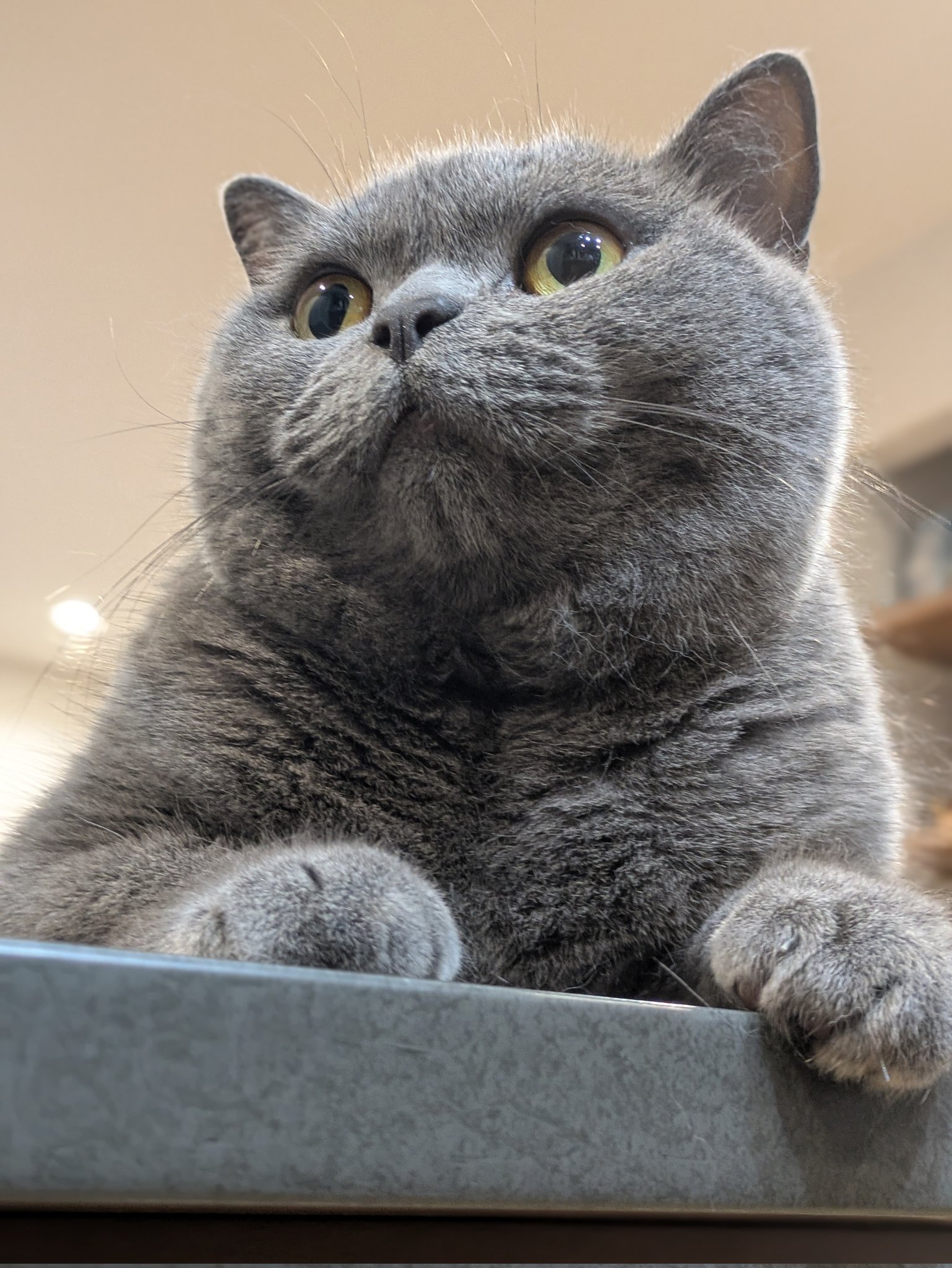 ❤❤最終お値下❤❤【FOXEY】極上❤ロシアンセーブル×ムートン❤リバーシブル❤ ❤❤最終お値下❤❤【FOXEY】極上❤ロシアンセーブル×ムートン