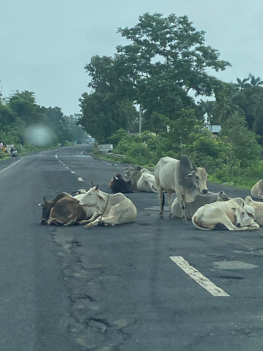 जो बीचों बीच सड़क पर गोबर के ढेर के बीच पन्नियां खाती मिले हर सड़क पर 

मनभावन एवं मनमोहक दृश्य - भारतीय राष्ट्रीय पशु का 🥰🥰