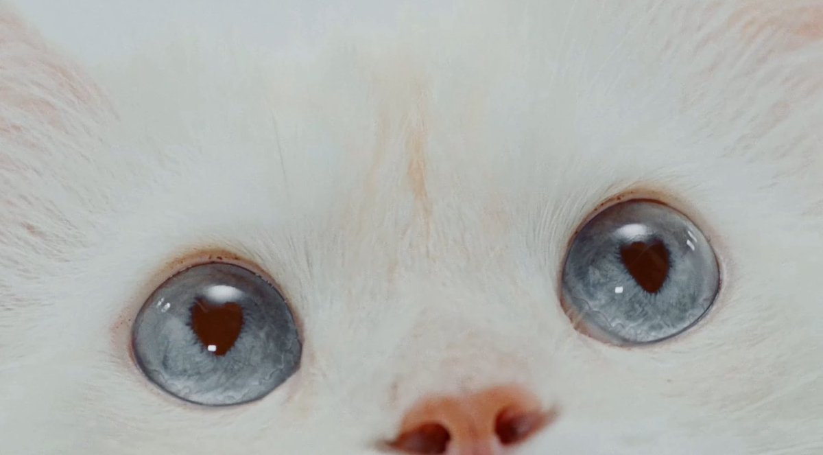yveryhour's tweet photo. white cat music video stills 🐾 https://t.co/Hi6pAW1pjI