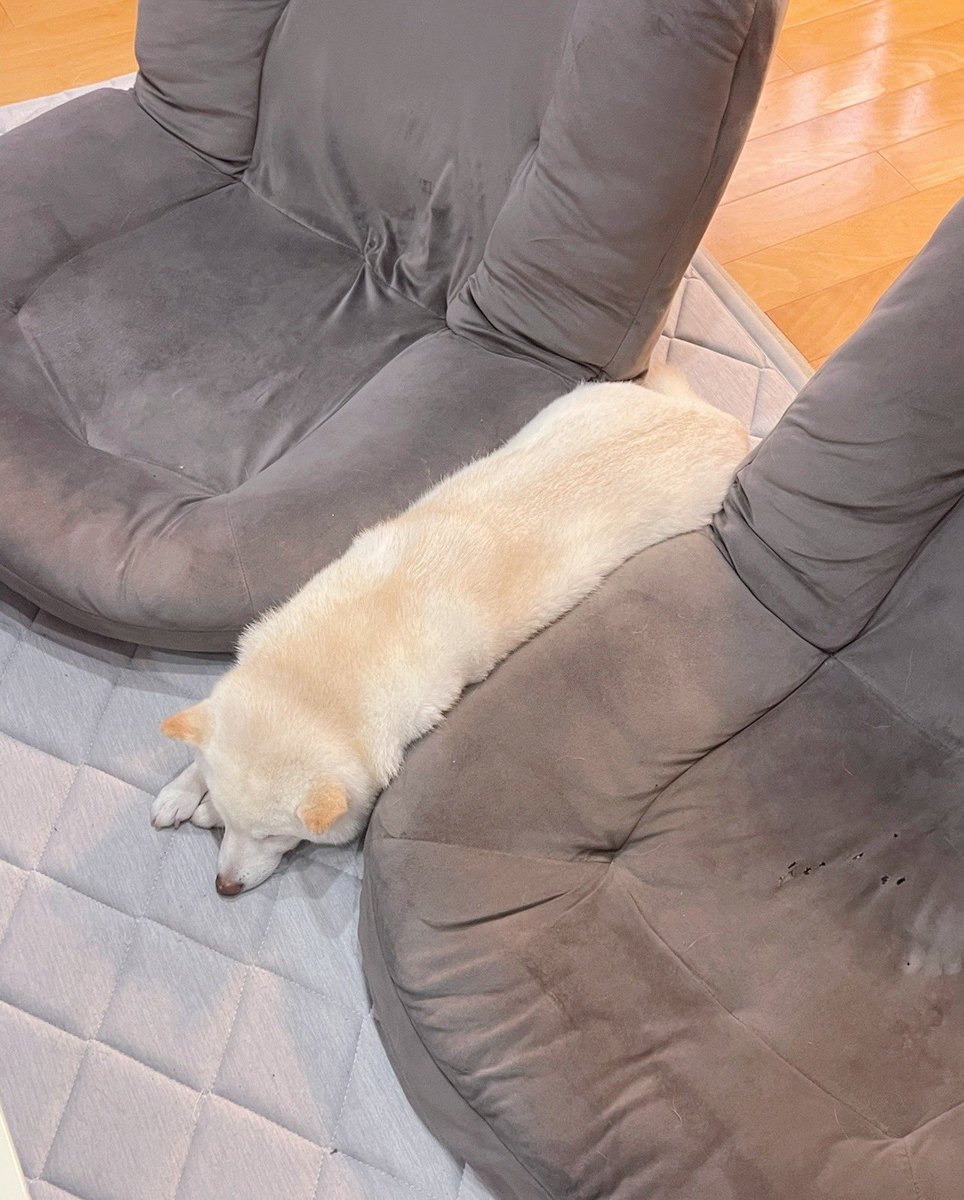 go20597673's tweet image. なにか自分なりの考えがあるんだろうな

＃白柴　＃柴犬のいる暮らし