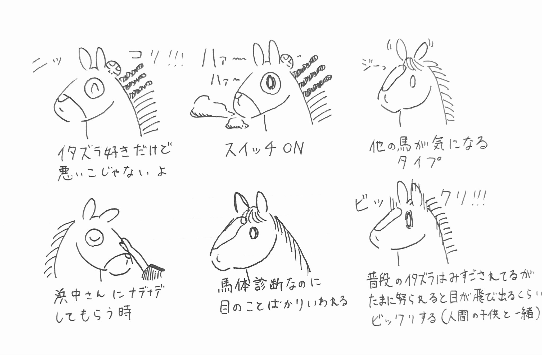 さるきち様 オーダー7枚 メイショウタバル追加 メイショウタバル