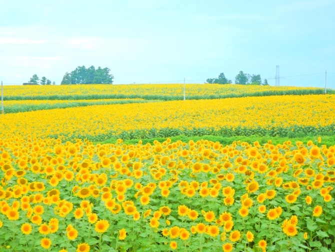 jalannet's tweet image. #東北 の #ひまわり畑
東北には大規模なひまわり畑がたくさん❣フォトジェニックな写真も撮れそうです☺️

🌻大崎市三本木 ひまわりの丘【宮城県・大崎市】
［見頃］8月上旬～中旬　［本数］約42万本

🌻第8回やまもとひまわり祭り【宮城県・山元町】
［開催］～25年7月27日（日）　［本数］約280万本…
