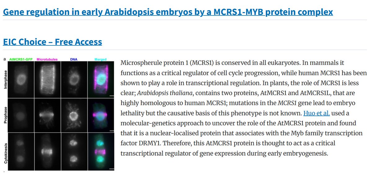 PCP_EIC's tweet image. 📘PCP latest Research Highlight 2/2💐
✨Editor's Choice-Free Access!
'Gene regulation in early #Arabidopsis embryos by a #MCRS1-MYB protein complex'
✨Article by Huan Howard Huo et al.:
doi.org/10.1093/pcp/pc…
#EarlyEmbryo #TranscriptionalRegulation #Plantsci
