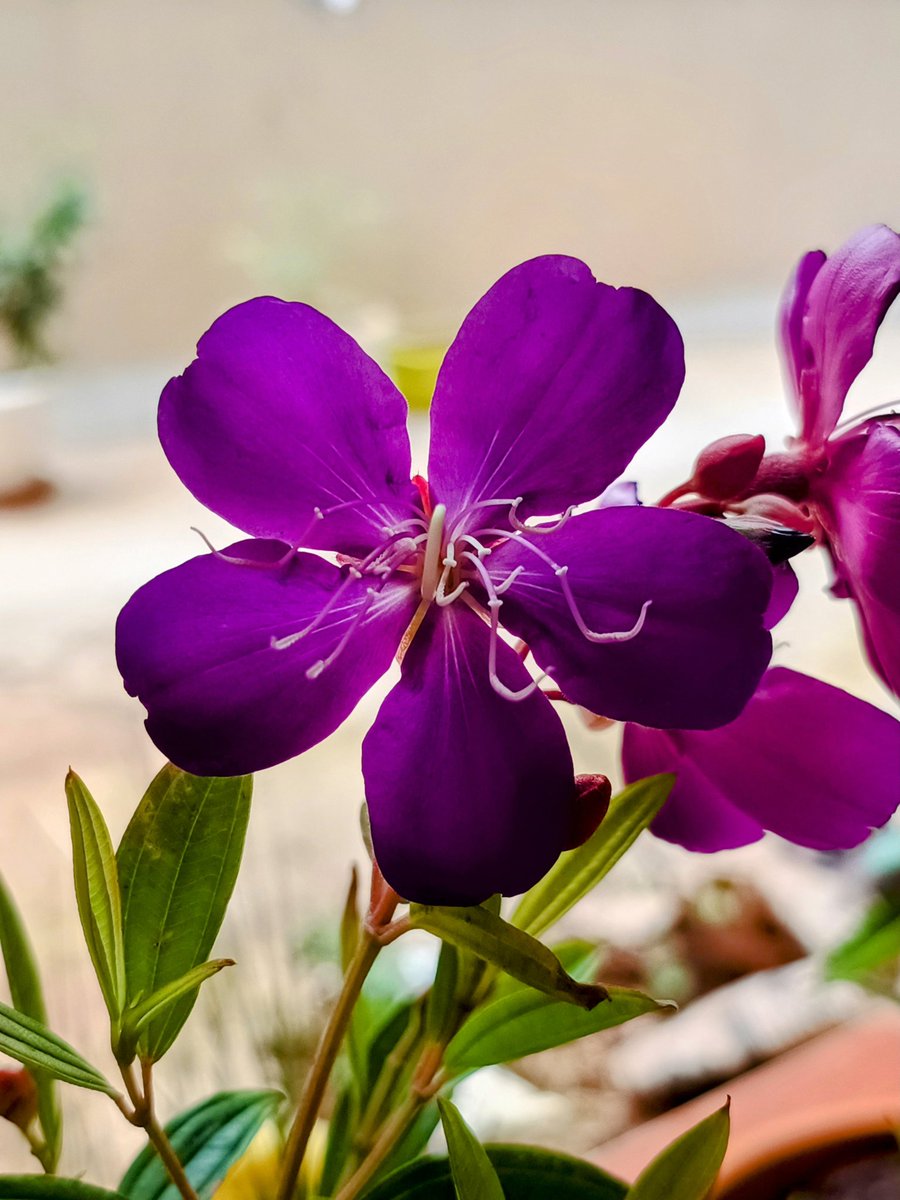 DriveSmart_IN's tweet image. #GardeningX