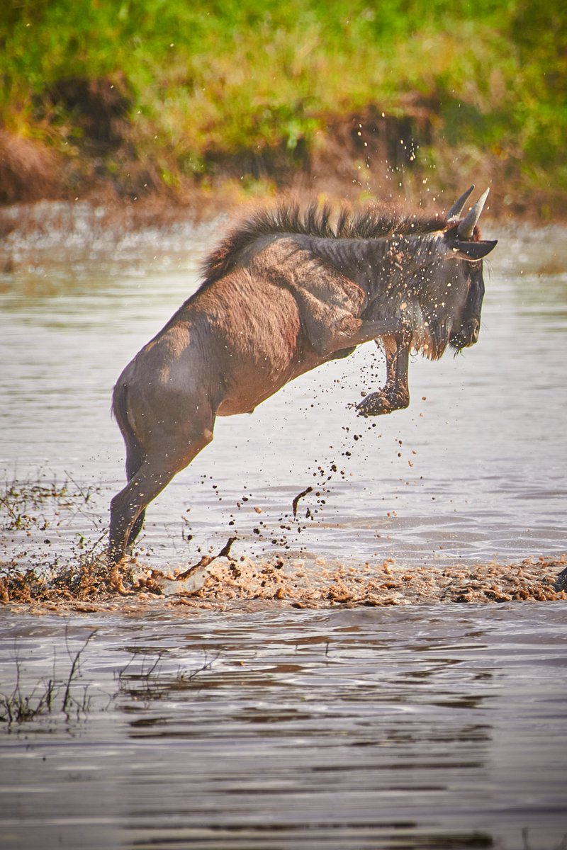 bownaankamal's tweet image. Wildebeests are not just fast runners — they’re also powerful jumpers! These agile antelopes can leap over obstacles as high as 2.5 meters (8 feet) in a single bound when evading predators or crossing rivers during migration.
Photo by @BownaanKamal
🦌 Serengeti | Tanzania
.
.…