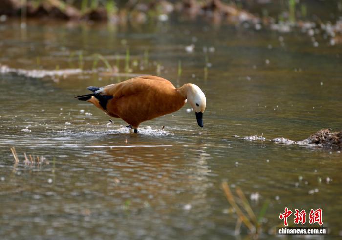 PDChinaLife's tweet image. Ruddy shelducks, a species under national second-class protection, glide, play, and bask in the beauty of their natural haven in Nanning, south China&apos;s Guangxi.