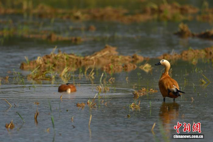 PDChinaLife's tweet image. Ruddy shelducks, a species under national second-class protection, glide, play, and bask in the beauty of their natural haven in Nanning, south China&apos;s Guangxi.