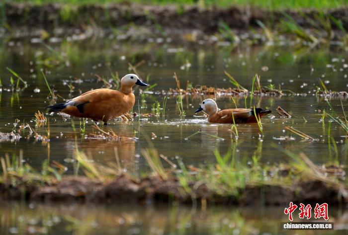 PDChinaLife's tweet image. Ruddy shelducks, a species under national second-class protection, glide, play, and bask in the beauty of their natural haven in Nanning, south China&apos;s Guangxi.