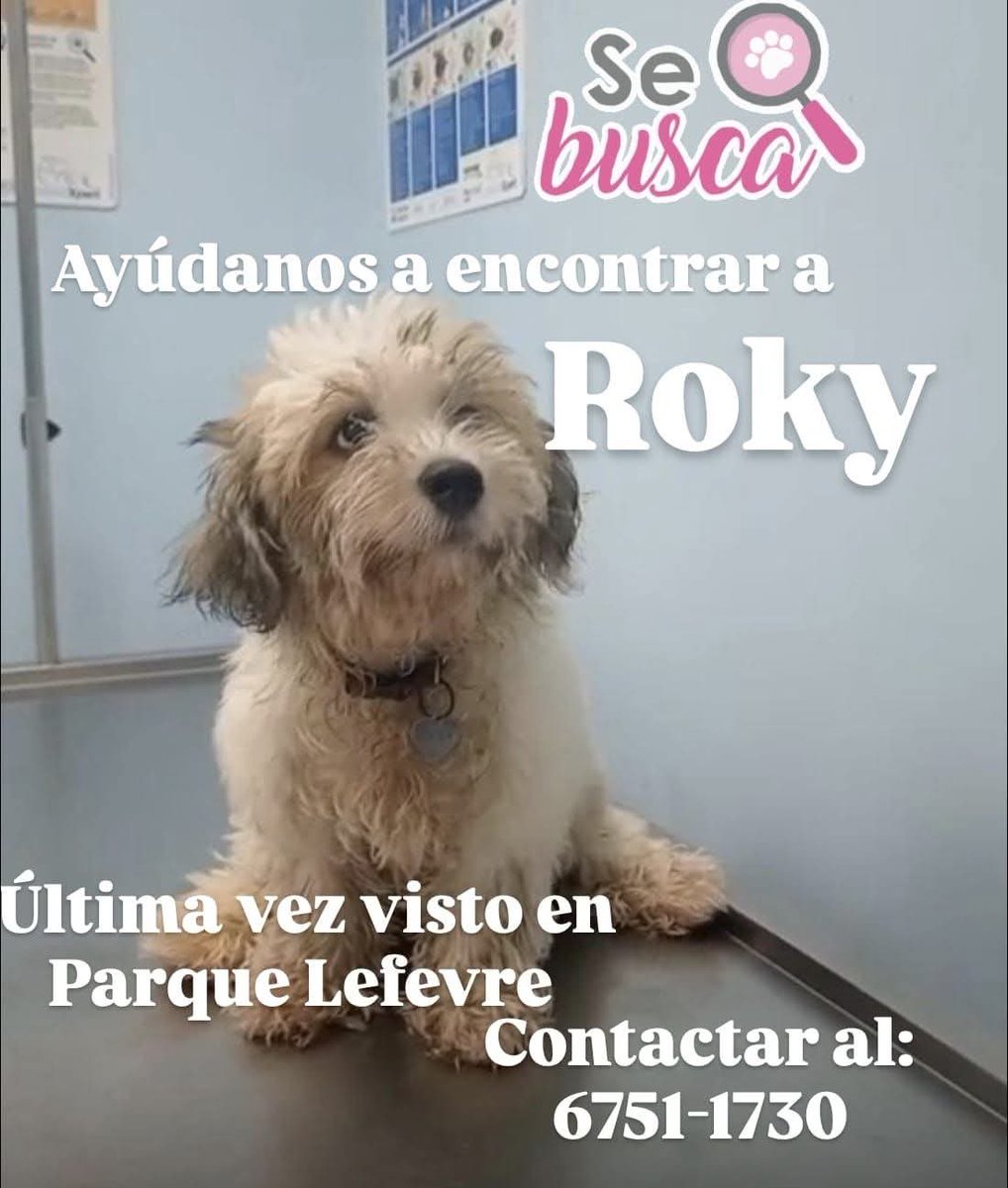 SE PERDIÓ ROKY
AYUDÉMOSLO A REGRESAR A CASA, COMPARTIENDO ESTE MENSAJE 🙏🏽🙏🏽🙏🏽
