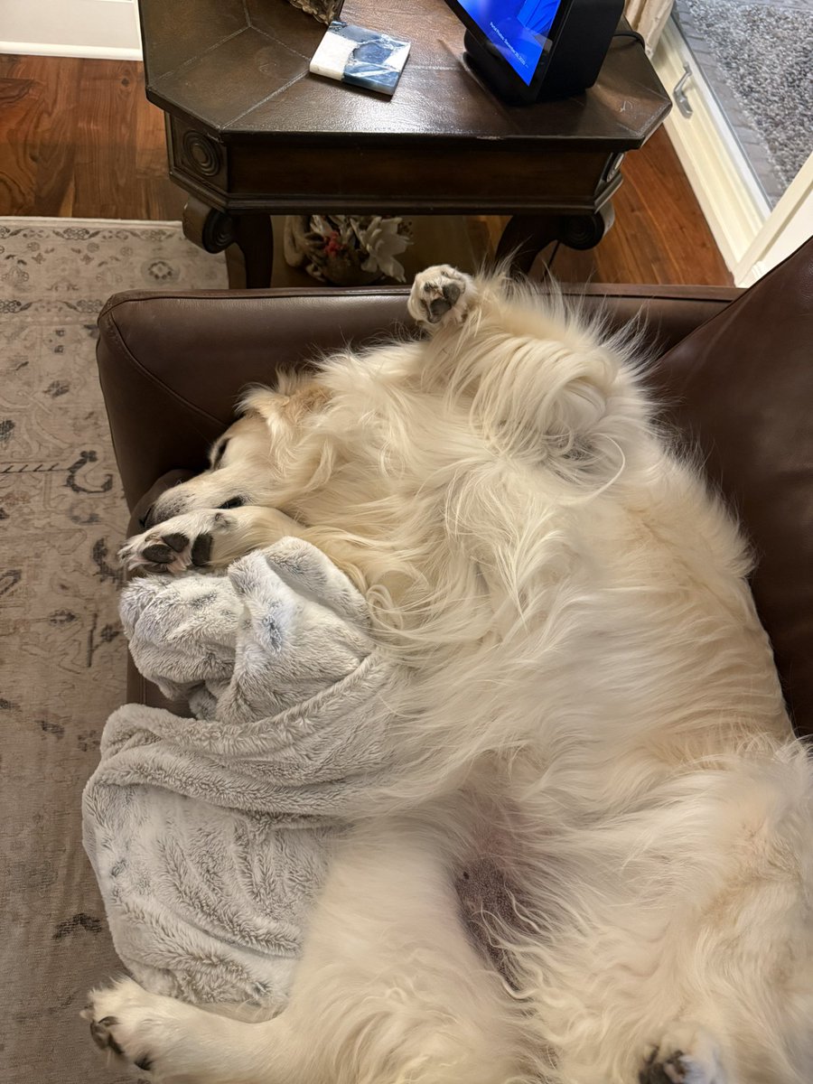 DrJBHenderson's tweet image. Need some advice on getting your golden retriever to relax… 🤣💙