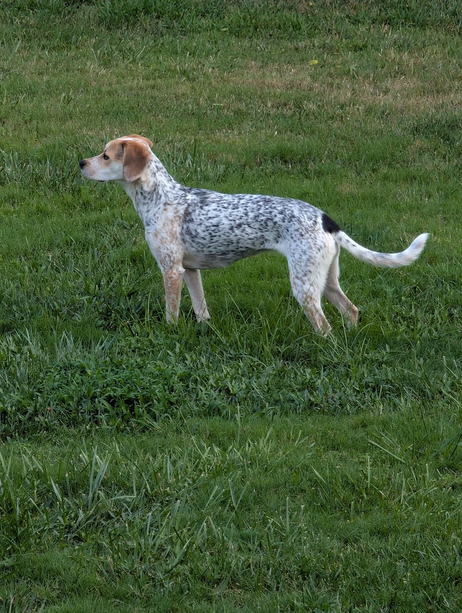 When a beagle looks like this the nose is working but the ears are not.
#PennyBagle
