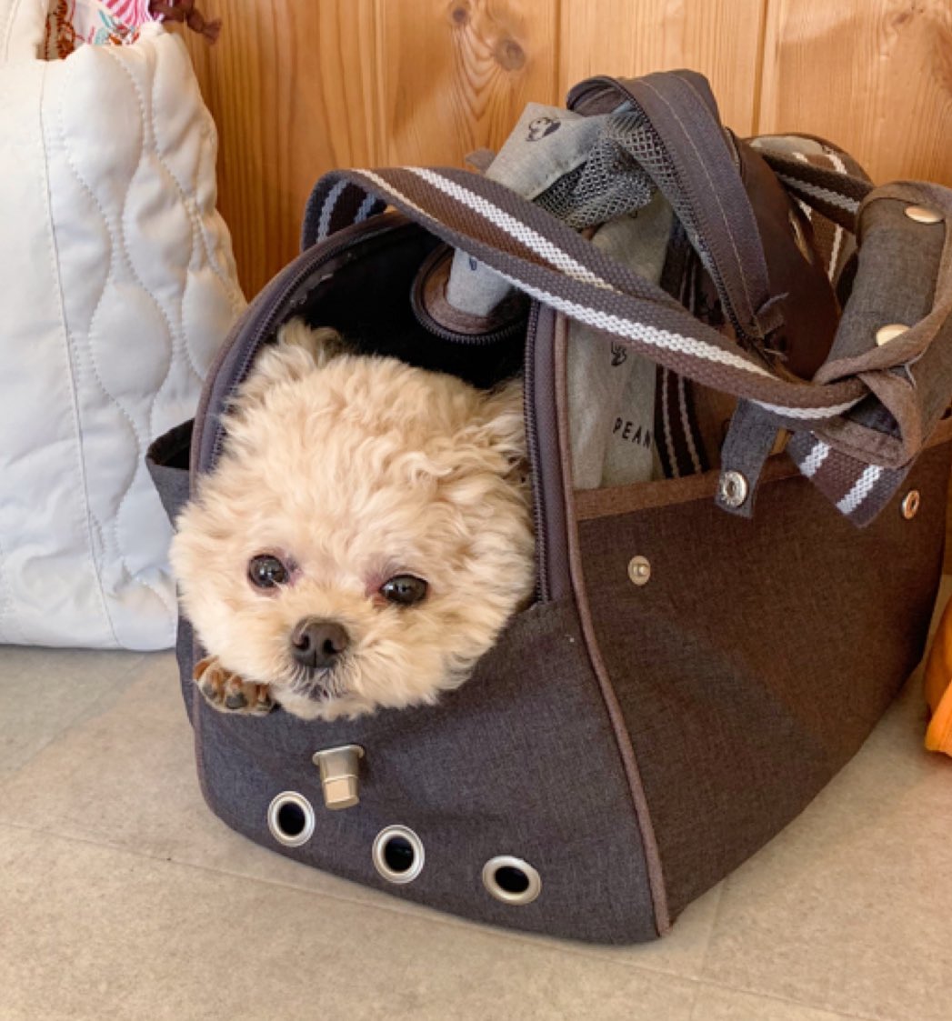 Fuwanopapa's tweet image. 帰る時間の準備が早い🧸

#ポメプー