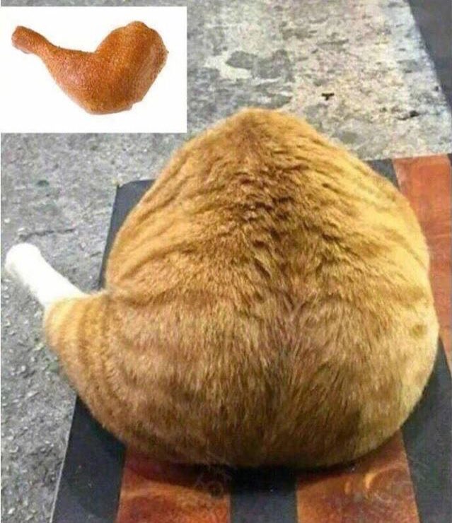 gatos fazendo gatices (@gatinarios) on Twitter photo 