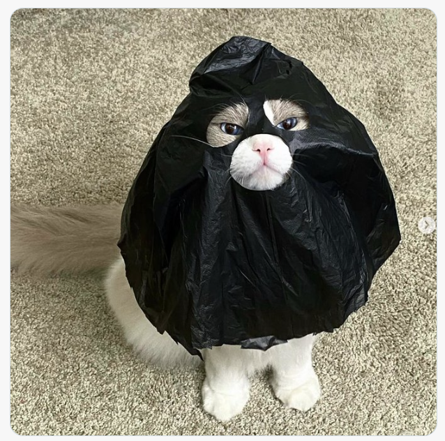 GG_ZZ_007's tweet photo. 补充：
名称：BAG(catwifbag)
CA：jkGKKj3MinQg8nkcWZBid6XxeSnn75Xoy9AqkqLBAGS
叙事：二创MEME，Bag创始人购买，榜一 https://t.co/BJrrdsrYXj
