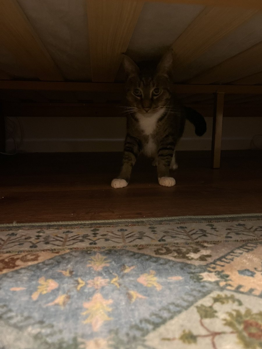 Mungbeanster's tweet image. first nail clipping is going how you’d expect