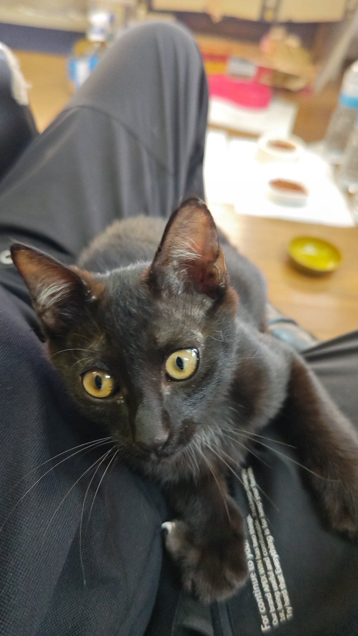 猫道🐾 on X: 