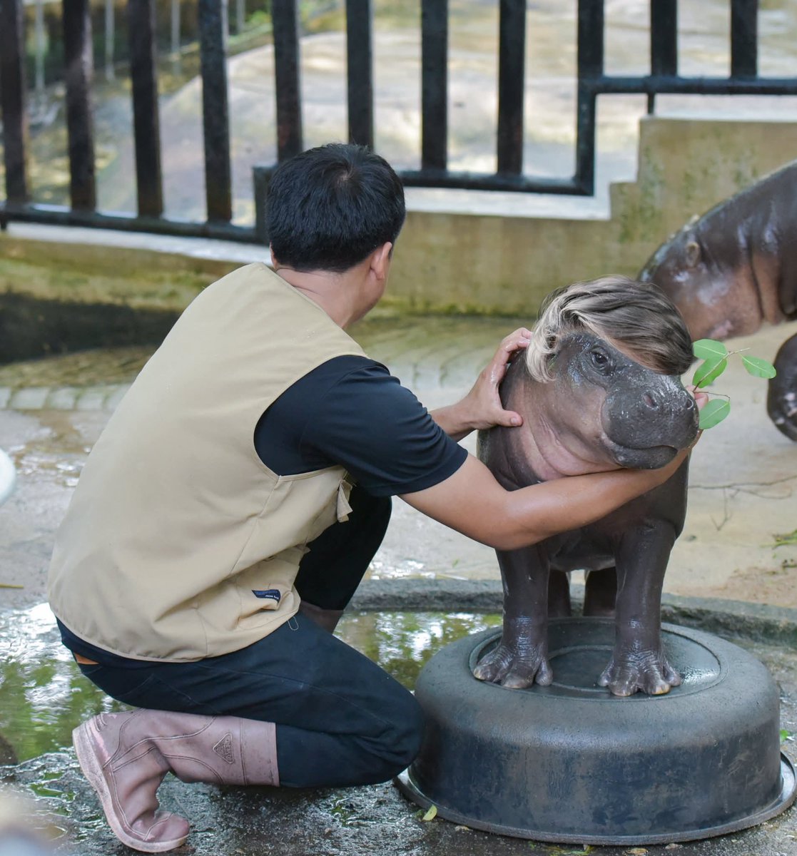 and_khamoo's tweet image. เมื่อชาวแก๊งมีผม 🤣
#hippo #PygmyHippo #ขาหมูแอนด์เดอะแก๊ง #หมูเด้งจะเด้งกี่โมง #Moodeng #พี่ขาหมู #สวนสัตว์แปลกเขาเขียว