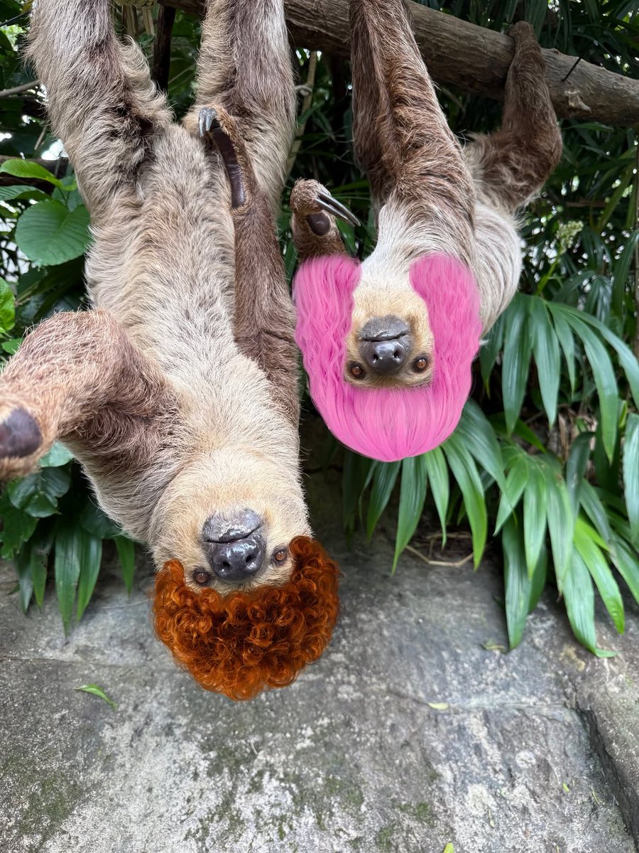 and_khamoo's tweet image. เมื่อชาวแก๊งมีผม 🤣
#hippo #PygmyHippo #ขาหมูแอนด์เดอะแก๊ง #หมูเด้งจะเด้งกี่โมง #Moodeng #พี่ขาหมู #สวนสัตว์แปลกเขาเขียว