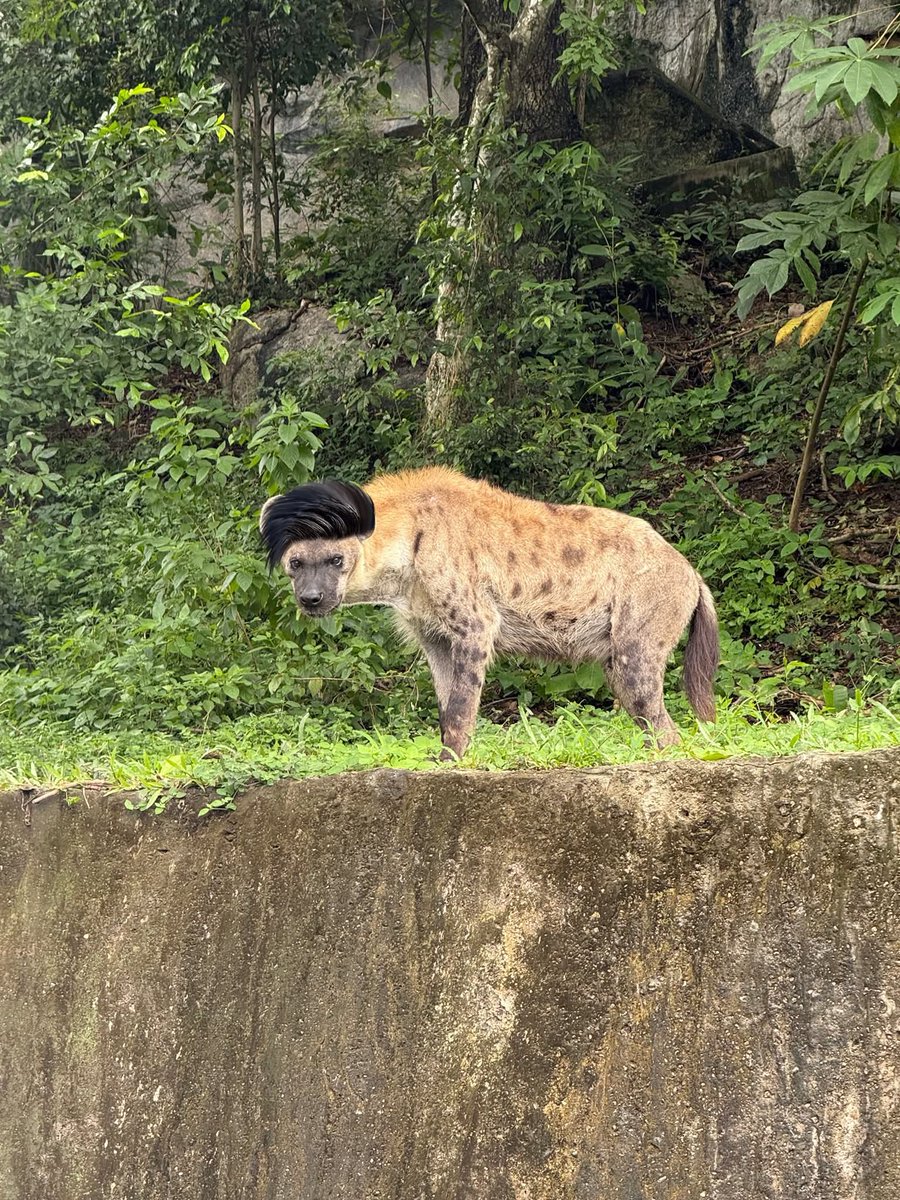 and_khamoo's tweet image. เมื่อชาวแก๊งมีผม 🤣
#hippo #PygmyHippo #ขาหมูแอนด์เดอะแก๊ง #หมูเด้งจะเด้งกี่โมง #Moodeng #พี่ขาหมู #สวนสัตว์แปลกเขาเขียว