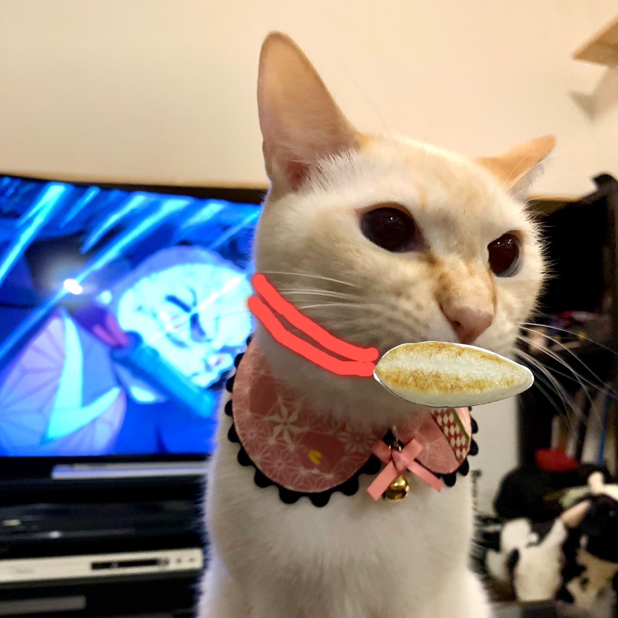 「サビ猫」ポジャギ　けいとたまちゃんです！！！ サビ猫」ポジャギ けいとたまちゃんです！！！ サビ猫」ポジャギ