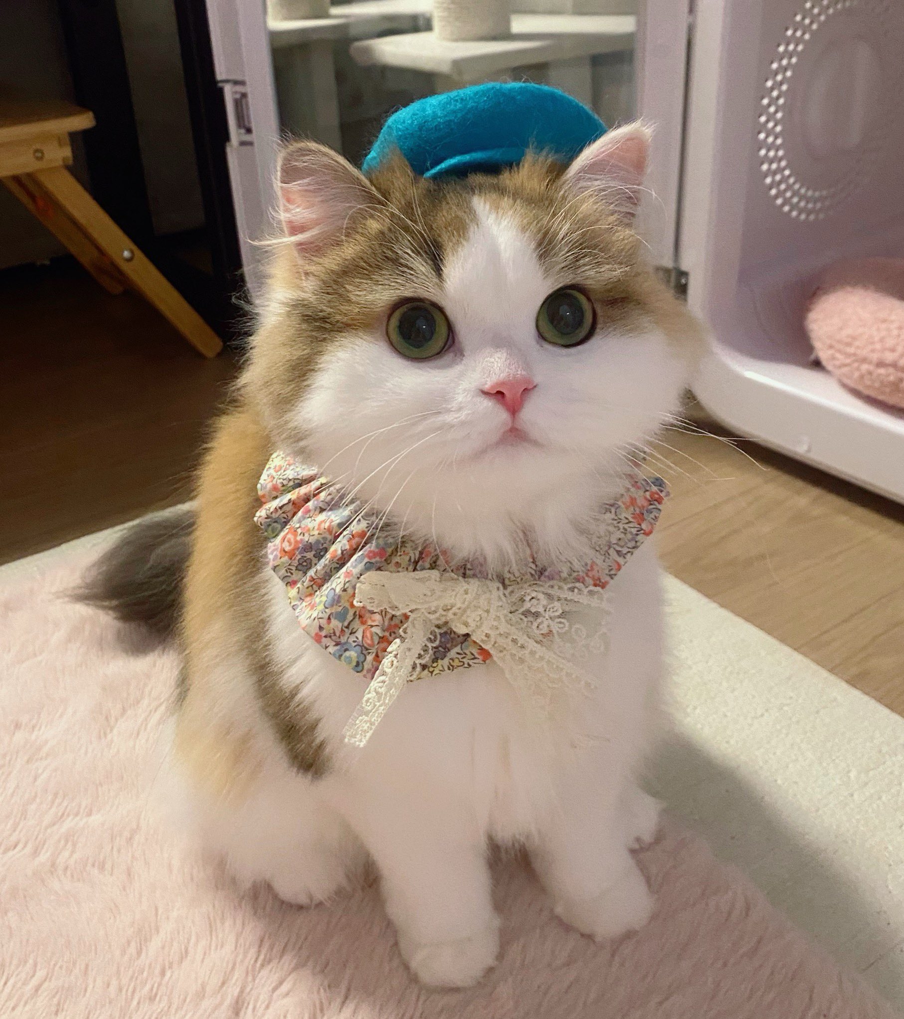 三毛猫マリー🐾ミヌエット (@mikenekomarie) / X