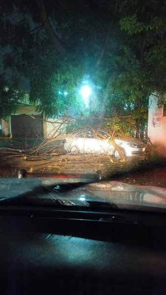 DigitaMorelos's tweet image. La intensa lluvia que cayó esta noche en distintos puntos de Cuernavaca provocó múltiples afectaciones. Se reportó la caída de al menos tres árboles, dos de los cuales impactaron directamente sobre vehículos estacionados. 🌧️🪵🚘📍 Los incidentes ocurrieron en zonas como Ocotepec.