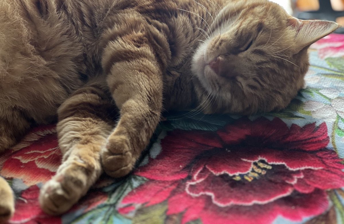 ゴロゴロにゃ〰️ん🐾　　　　　by🐯